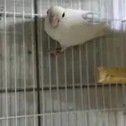 للبيع نفيه روز البينو