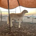 فحل حري