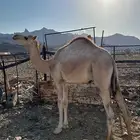 قعود لبني