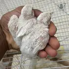 للبيع فروخ روز