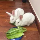 أرانب للبيع