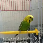 ذكر بادجي للبيع