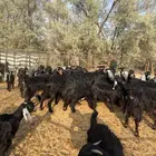 معزه