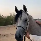 فرس بنت هلال النقيب ومهرة بنت بديع الناصر