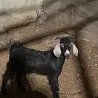 تيس عارض جذع