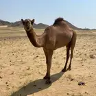للبيع قعود