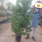 شتلات وأشجار زينه وشوكيات