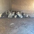 صوص فيومي وبلدي