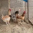 دجاج 3 ثنتين باديه 1تركيه