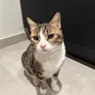 قطه للتبني