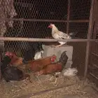 ديكه للبيع الموقع اسورقيه