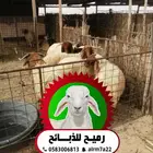 رميح للذبايح نحرص على اجود انواع الذبايح