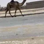 للبيع قعود مجهم