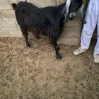 عنز تامه شبب مضرع شهرين على السونار شرط