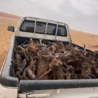 مستورد ارطا
