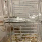 هامستر للبيع