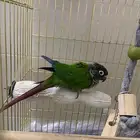 عصفور كنيور