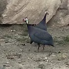 زوج دجاج حجل