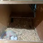 جوز كروان معه اربع فروخ