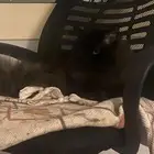 بسه لتبني هملايا وشيرازي