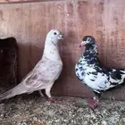 جوز بكستاني