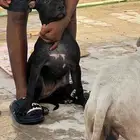 بيتبول انثى جرو