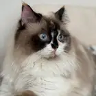 قطه للبيع