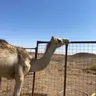 بكرة للبيع على السوم