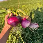 بصل الي يبي كميات كثيره موجود