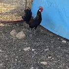 ديك ودجاج للبيع