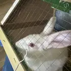 أرنب أبيض للبيع مع القفص والأكل