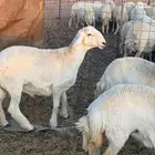 فحل حري جذع طيب العمر 8 شهور شرط النسف