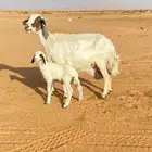 حريه متبع