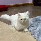 قطط الاحساء تبني