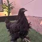 دجاج براهمه
