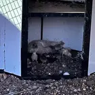 دجاجة مع فروخه