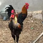 ديوك للبيع