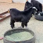 تيوس ثلاجه