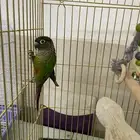 بغبغاء كنيور قرين شيت