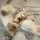 قطط