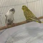 طيور بادجي 2 بالقفص