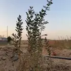شتلات طلح نجدي اصلي