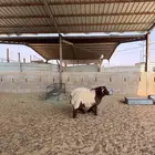 خرفان نعيم