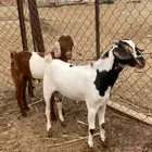 تيوس