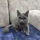 قطط للتبني