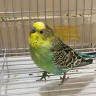طيور الحب ثلاثه