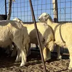 طليان ذبائح