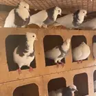 حمام ايراني