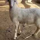رخل زبده