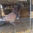 حمام